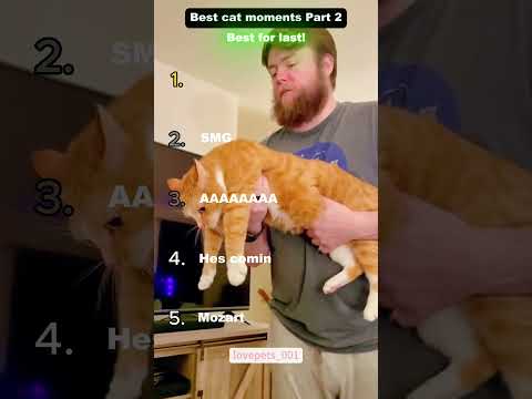 Best cat moments Part 2! #funnymoments #funny #funnyanimals #funnycats #cats