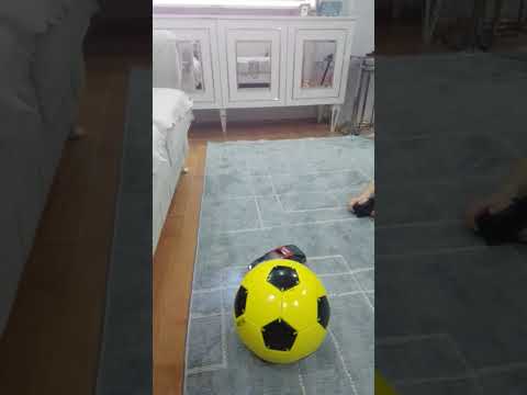 araba iletop oynadım