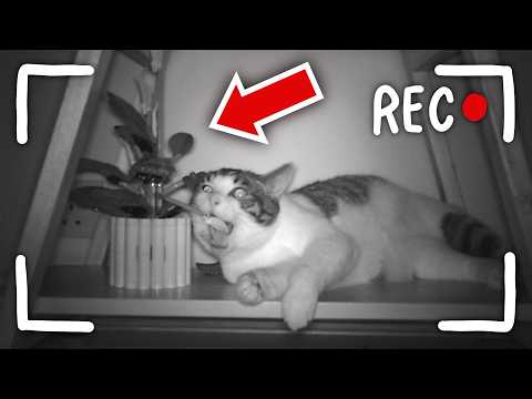 What My CATS Do At NIGHT...