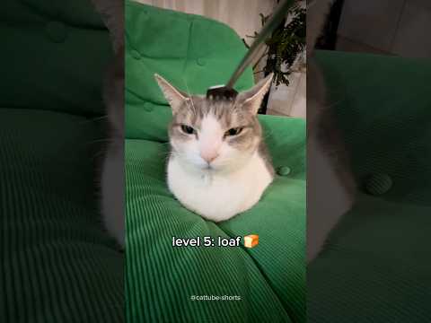 cats getting cuter 🥹