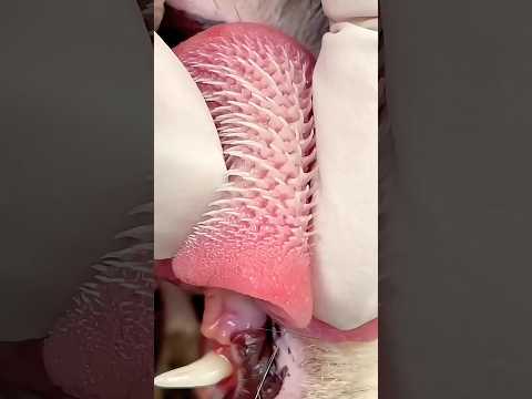 Why Cats’ Tongues Are So Dangerous 😳🐾