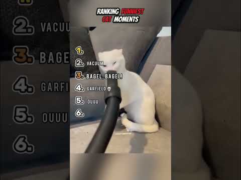 Ranking Funniest Cat Moments