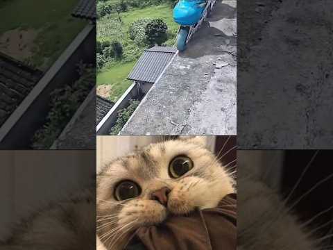 #relatable #jumpstyle #cat
