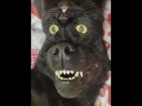 Cat emoji #cat #funnycat #cats #funnyvideos #fyp