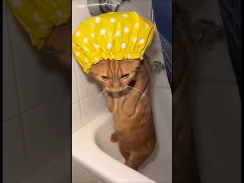 finally this blind kitten got a mother 🥹 #cat