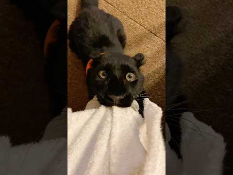 They are just bigger cats🐱#cat #cats #fyp #funny