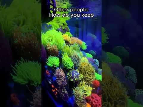 Torch corals are my favorite! What's yours?