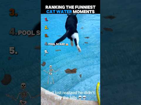 Ranking The Funniest Cat Water Moments