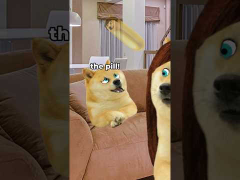 lil doge has trouble swallowing his medicine
