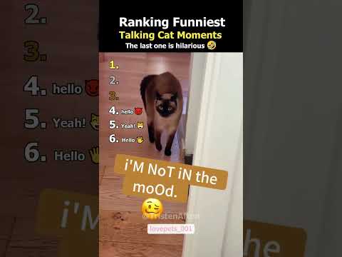 Ranking Funniest Talking Cat Moments 😂