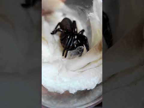 Deadly Funnel Web Spider Unboxing