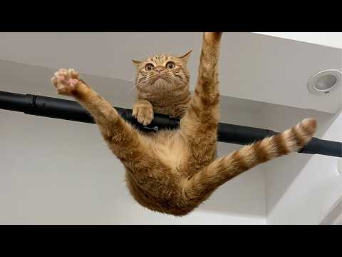 The Funniest CATS... So Far 😂 TOP Funny Cats Video 2026