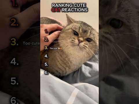 Cutest Cat Reactions Ranked  😻 #shorts