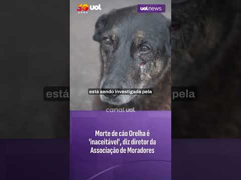 Morte de cão Orelha é 'absolutamente inaceitável', diz diretor da Associação de Moradores