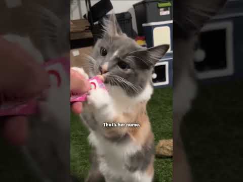 Man Rescues One Stray Cat and Ends Up With 20 More | The Dodo