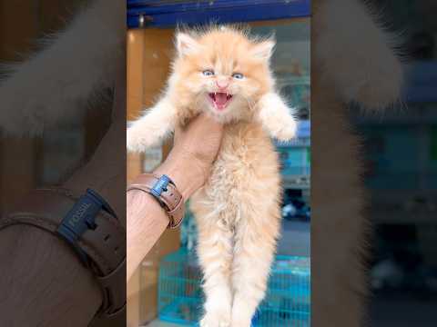 Kitten meowing to attract cats 😻 / Cat sound | Cat Voice | Cat videos | Persian cat | Cats | Kitten