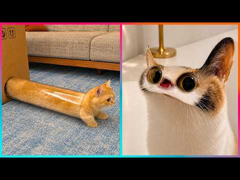 The Funniest Cat Videos Ever