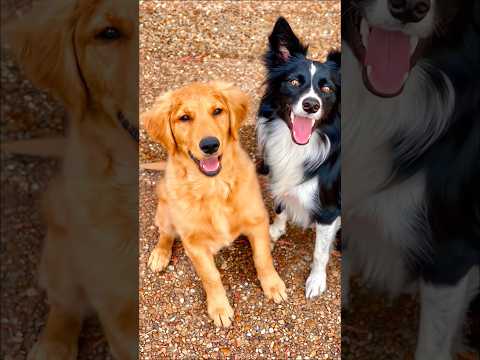 cute puppies barking adorable video #puppy #dog #cutedog #barking #trending #dogs #dogvideos #shorts