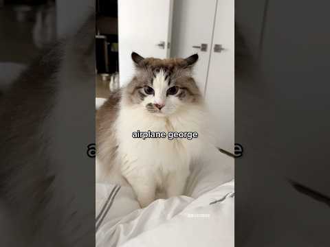 Uh oh! Got a grumpy cat! #ragdoll #sirgeorge #angrycat #funnycats