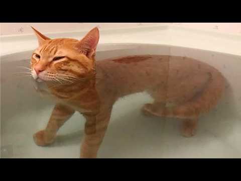 The Funniest Ginger Cats Caught on Camera! 😂 NEW Funny Cat Videos of 2026!