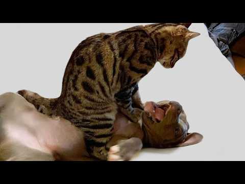 When Kittens Are Dramatic Around Dogs 🤣 Funniest Cat Videos 2026