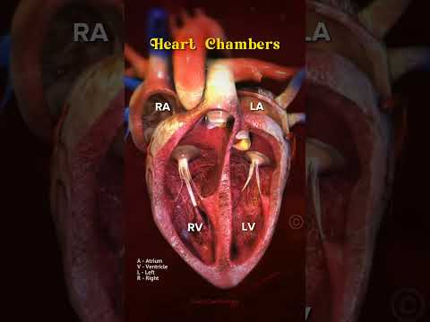 Heart Chambers #heart #heartanatomy #anatomy #cardiology #animation #shorts