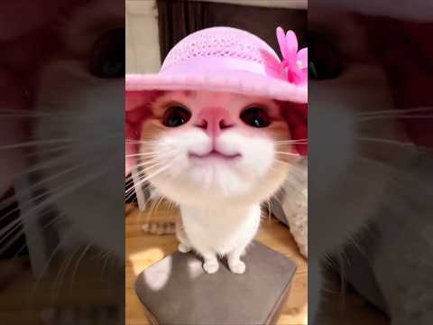 Things Your Cat Will Never Tell You 😼