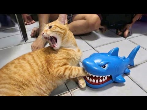 You Can’t Stop Laughing At These Cats 😂 TOP Funny Cats Video 2025