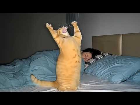 Cat Opens a 2AM Opera 😂 Funniest Cat Videos 2026