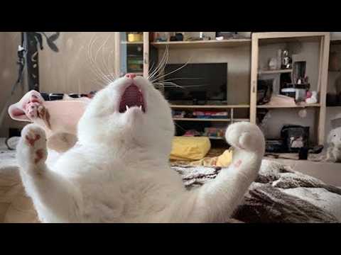 Try Not To Laugh 😂 Best Funny Cat Videos 2026 🤣