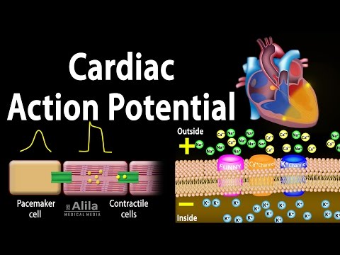 Cardiac Action Potential, Animation.