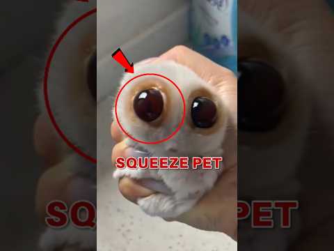 Top 5 Strange-Looking Cats That’ll Make You Do a Double Take #catmystery #WeirdCatWatch