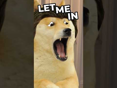 lil doge accidentally locks the bathroom door 🔒🚽