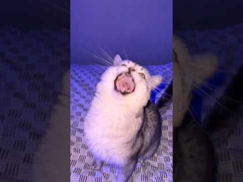 Barking Cat Gets Mad..