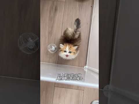 The kitten has two faces and it pinched me. Munchkin dwarf cat's confusing behavior