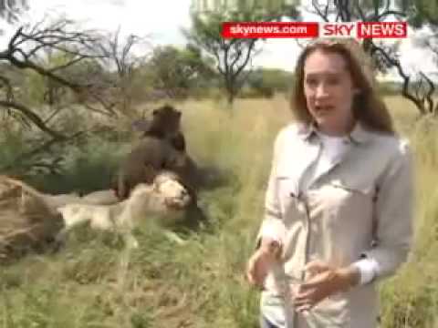 Aslanlarla kanka olan adam