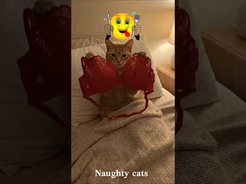 These Cats Are Too Funny! 😂 #Shorts#cat#FunnyCats #Cats