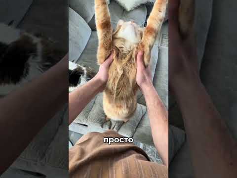 Почему собака обязана тебе, а кот — нет? #cat #dog #doglife #catlove #doglove